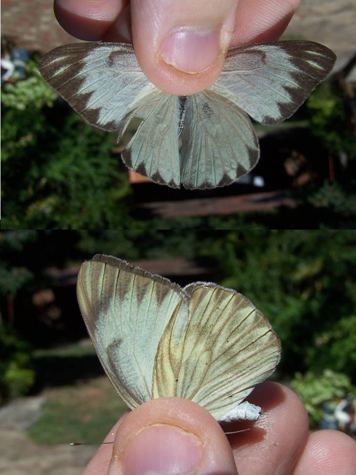 FIGURE 2 FIGURE 2